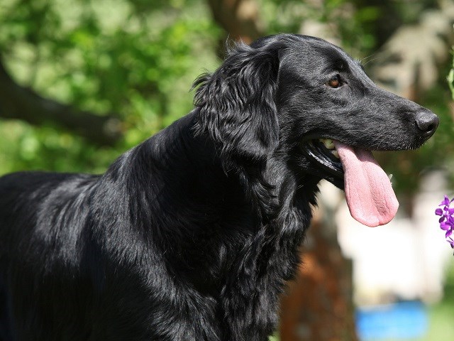 Golden Retriever Breeders in Michigan | FreeDogListings